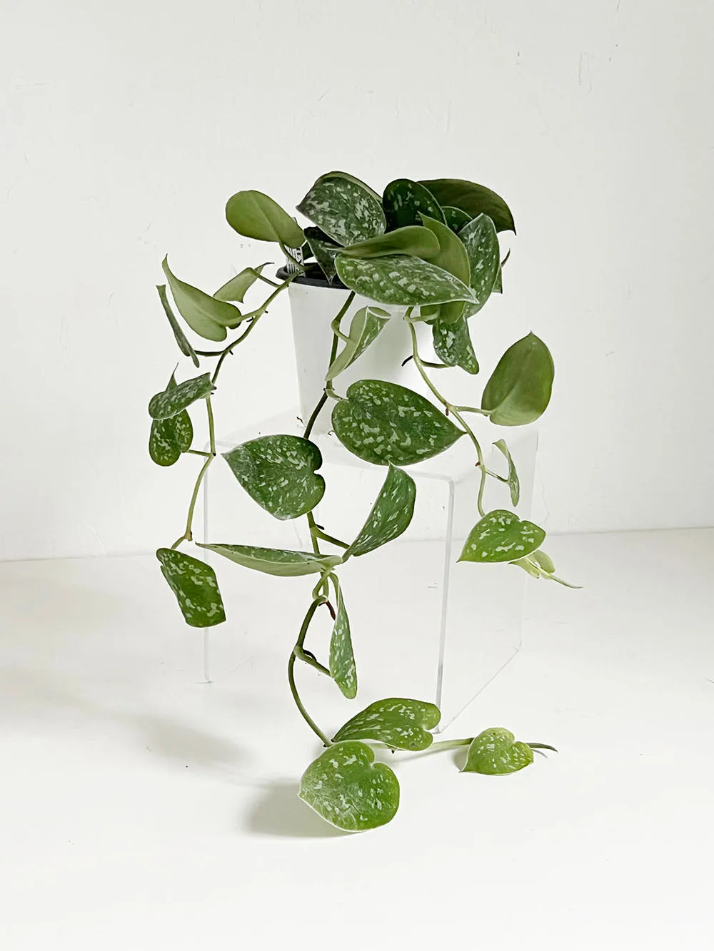 Satin Pothos